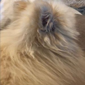 Meet your Posher, Kelsey